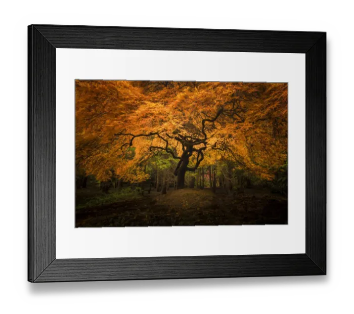 Framed Print : USA, Washington State, Seattle. Japanese maple in Kubota Gardens Park Framed Print : USA, Washington State, Seattle. Japanese maple in Kubota Gardens Park