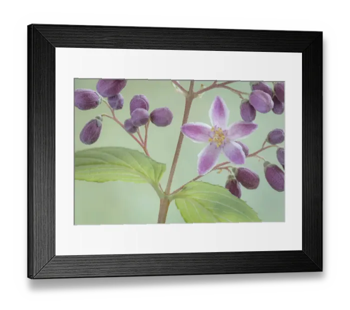 Framed Print : USA, Washington State, Seabeck. Deutzia blossom and buds Framed Print : USA, Washington State, Seabeck. Deutzia blossom and buds