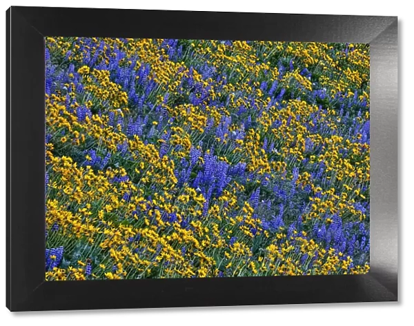 USA, Washington State, Columbia Hills State Park. Wildflowers bloom on hillside. Credit as