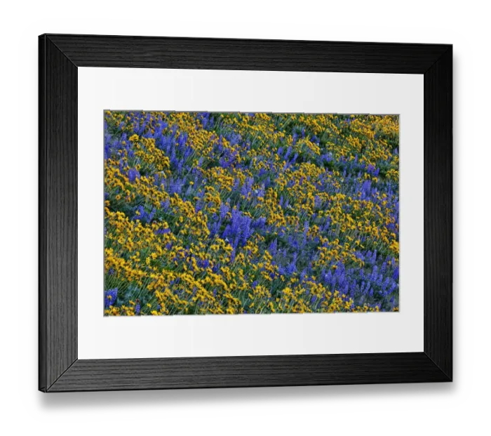 Framed Print : USA, Washington State, Columbia Hills State Park. Wildflowers bloom on hillside. Credit as