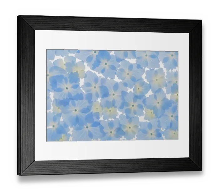 Framed Print : USA, Washington State, Seabeck. Layout of hydrangea blossoms