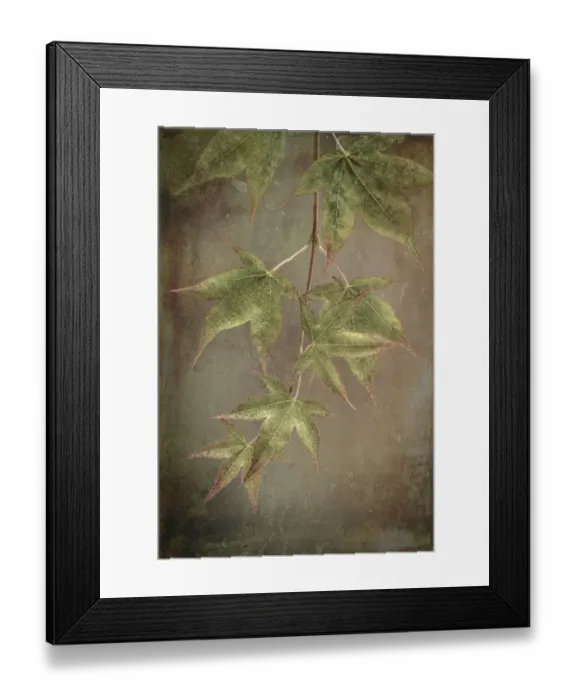 Framed Print : USA, Washington State, Seabeck. Japanese maple Leaves close-up