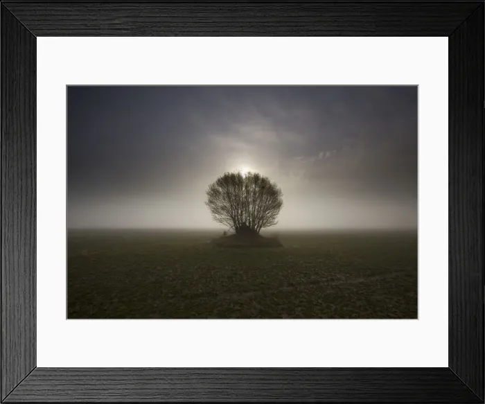 Framed Print : USA, Washington State. Skagit Valley tree in fog Framed Print : USA, Washington State. Skagit Valley tree in fog