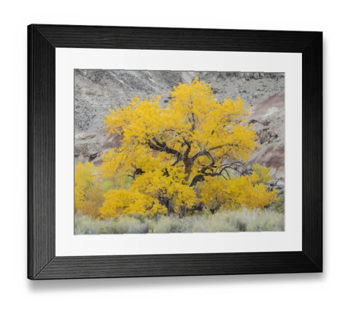 Framed Print : USA, Utah. Wayne County, The Blue Hills, Golden Fremont Cottonwood trees