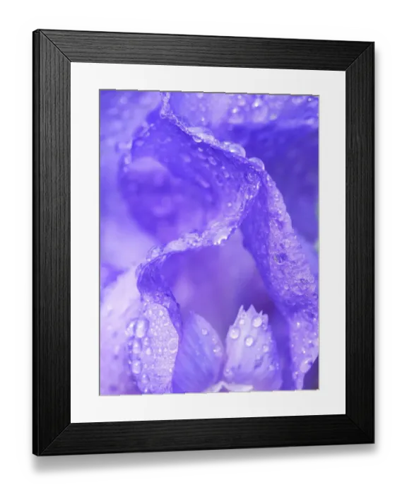 Framed Print : Close-up of dewdrops on a purple iris Framed Print : Close-up of dewdrops on a purple iris