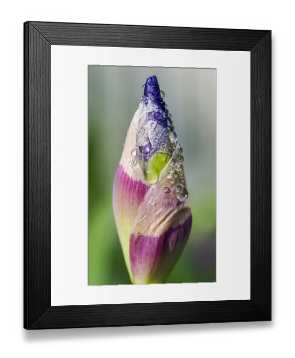 Framed Print : Dewdrops on an iris bud Framed Print : Dewdrops on an iris bud