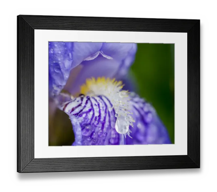 Framed Print : Close-up of dewdrops on a purple iris Framed Print : Close-up of dewdrops on a purple iris