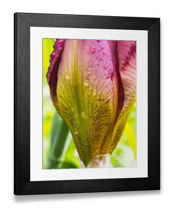 Framed Print : Iris bud covered with water