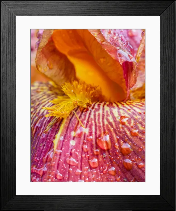 Framed Print : Close-up of dewdrops on a pink iris Framed Print : Close-up of dewdrops on a pink iris