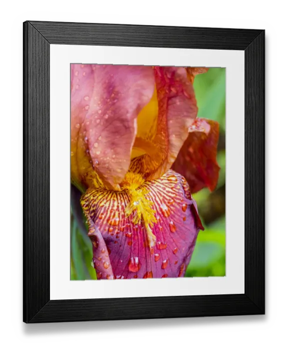 Framed Print : Close-up of dewdrops on a pink iris Framed Print : Close-up of dewdrops on a pink iris