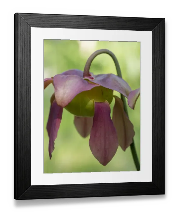 Framed Print : The purple flowers of the Pitcher plant, Sarracenia, a carnivorous plant Framed Print : The purple flowers of the Pitcher plant, Sarracenia, a carnivorous plant