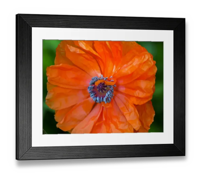 Framed Print : Close-up of an orange oriental poppy (papaver) with blue center