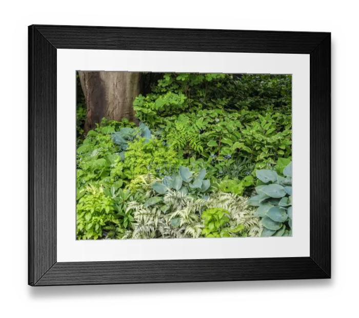 Framed Print : Garden bed with different colors and textures Framed Print : Garden bed with different colors and textures