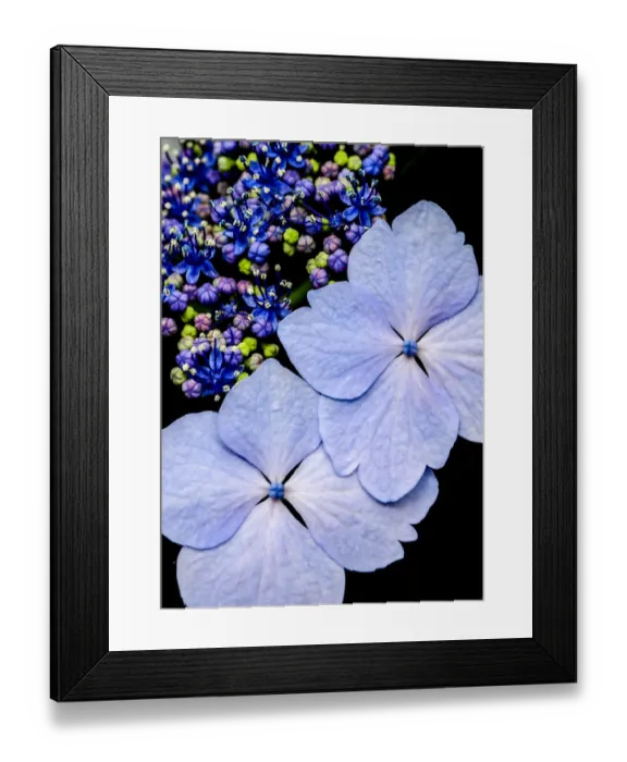 Framed Print : Close-up of a purple lacecap hydrangea
