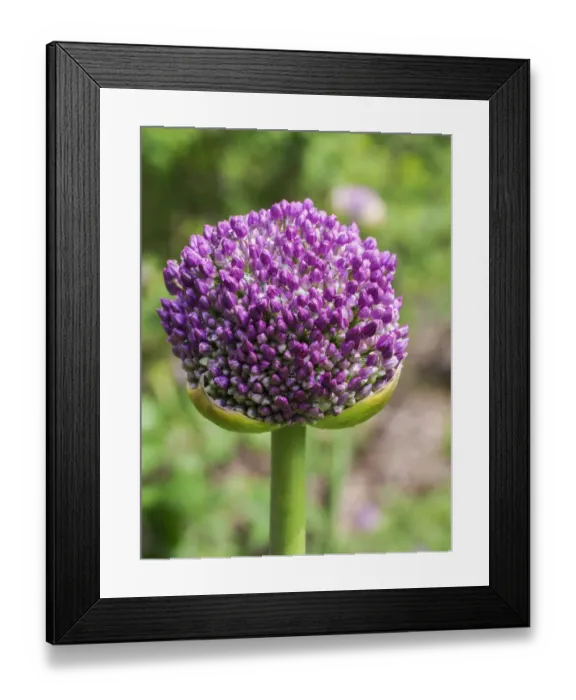 Framed Print : Close-up of an allium bud before it fully opens Framed Print : Close-up of an allium bud before it fully opens