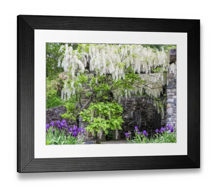 Framed Print : USA, Pennsylvania. White wisteria hanging over a patio in a garden with purple iris below Framed Print : USA, Pennsylvania. White wisteria hanging over a patio in a garden with purple iris below