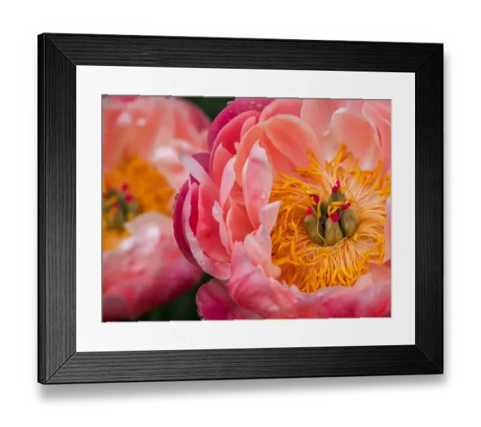 Framed Print : Close-up of a pink peony