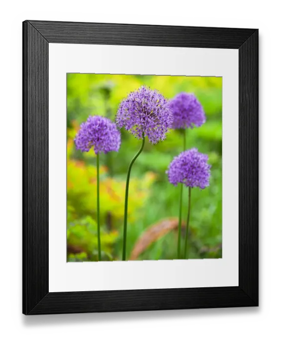 Framed Print : USA, Pennsylvania. Close-up image of the summer flowering bulbous perennial purple Allium flowers