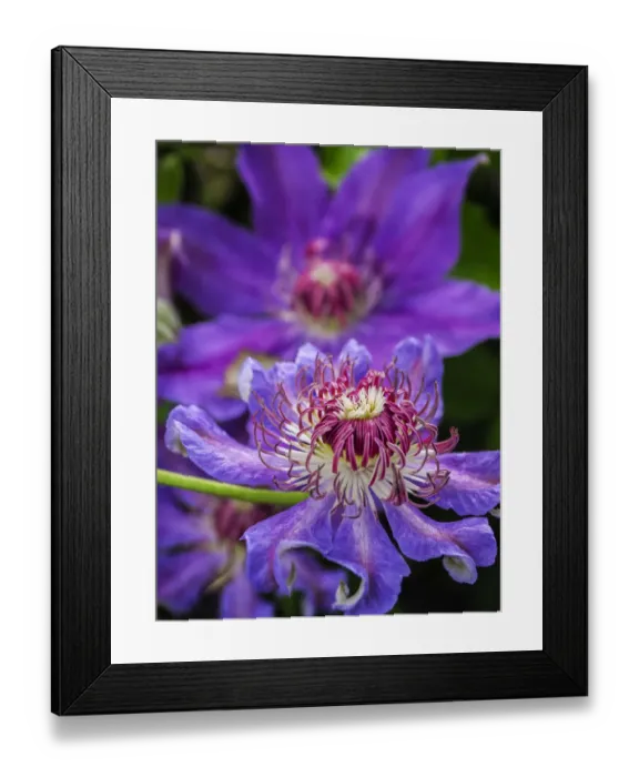 Framed Print : Close-up of a clematis blossom Framed Print : Close-up of a clematis blossom