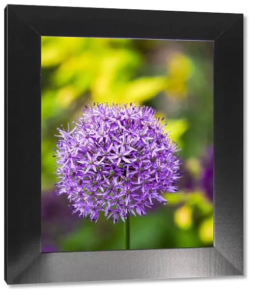 USA, Pennsylvania. Close-up image of the summer flowering bulbous perennial purple Allium flowers