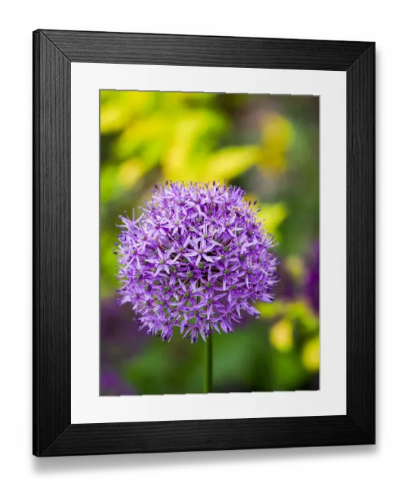 Framed Print : USA, Pennsylvania. Close-up image of the summer flowering bulbous perennial purple Allium flowers Framed Print : USA, Pennsylvania. Close-up image of the summer flowering bulbous perennial purple Allium flowers