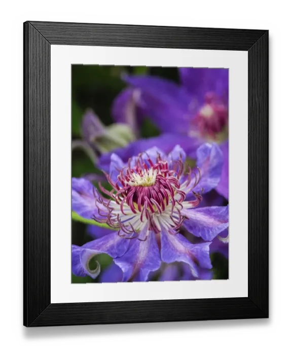 Framed Print : Close-up of a clematis blossom