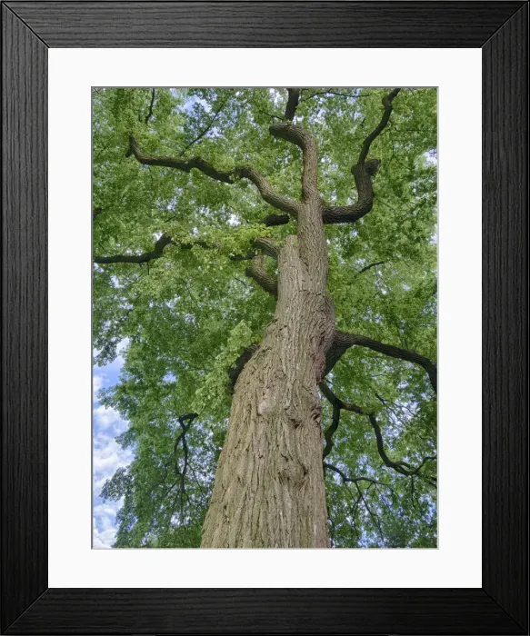 Framed Print : Looking up at a very tall and old tree Framed Print : Looking up at a very tall and old tree