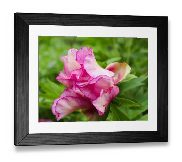 Framed Print : Close-up of a pink peony bloom in a garden Framed Print : Close-up of a pink peony bloom in a garden