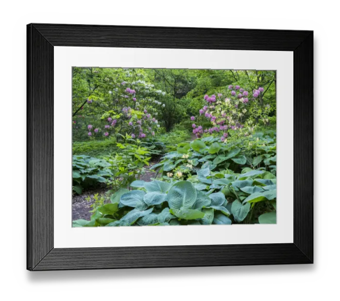 Framed Print : Pathway through a garden of rhododendrons, hosta and various plants Framed Print : Pathway through a garden of rhododendrons, hosta and various plants
