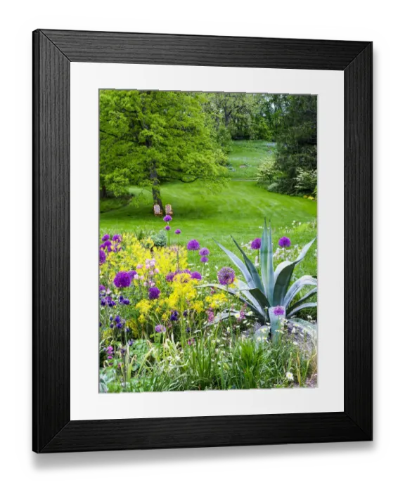 Framed Print : USA, Pennsylvania. Purple allium amongst other flowers in a spring garden Framed Print : USA, Pennsylvania. Purple allium amongst other flowers in a spring garden