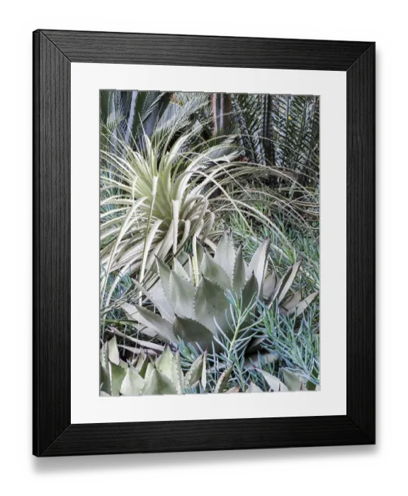 Framed Print : USA, Pennsylvania. A garden with an assortment of Bromeliad plants and textures