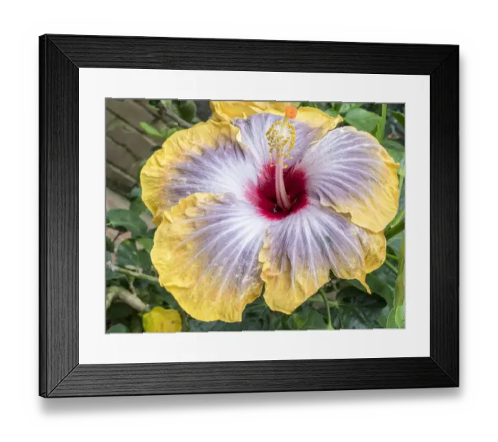 Framed Print : USA, Pennsylvania. Close-up of the Hibiscus rosa-sinensis Fifth Dimension Framed Print : USA, Pennsylvania. Close-up of the Hibiscus rosa-sinensis Fifth Dimension