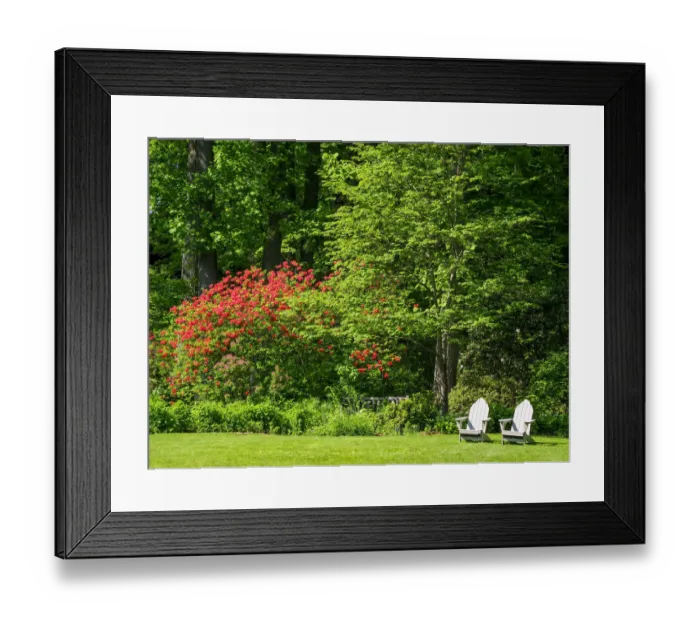 Framed Print : USA, Pennsylvania. Two chairs and flowering shrub in a park Framed Print : USA, Pennsylvania. Two chairs and flowering shrub in a park