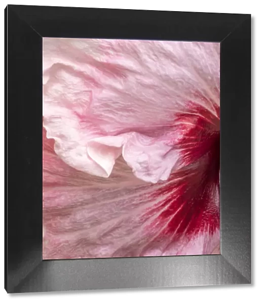 USA, Pennsylvania. Close-up of a hibiscus flower