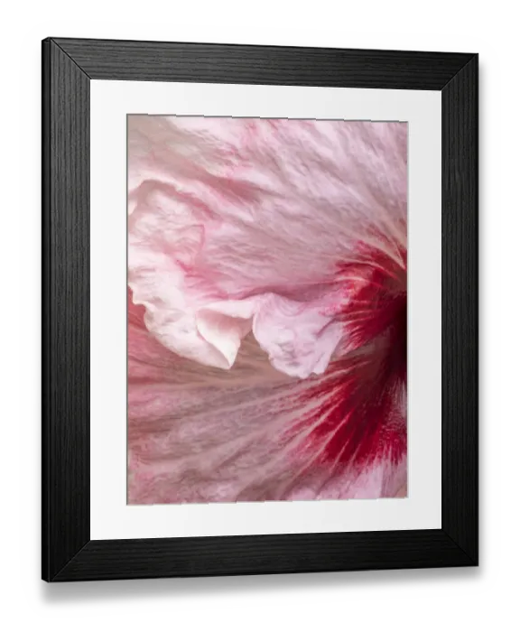 Framed Print : USA, Pennsylvania. Close-up of a hibiscus flower