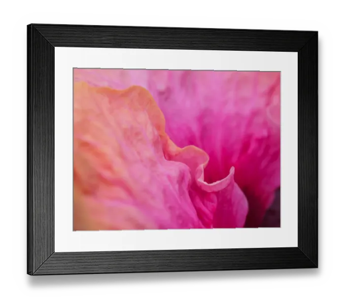 Framed Print : USA, Pennsylvania. Close-up of a hibiscus flower Framed Print : USA, Pennsylvania. Close-up of a hibiscus flower