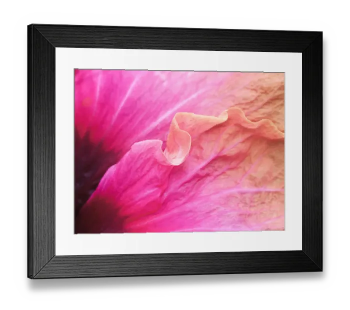 Framed Print : USA, Pennsylvania. Close-up of a hibiscus flower Framed Print : USA, Pennsylvania. Close-up of a hibiscus flower