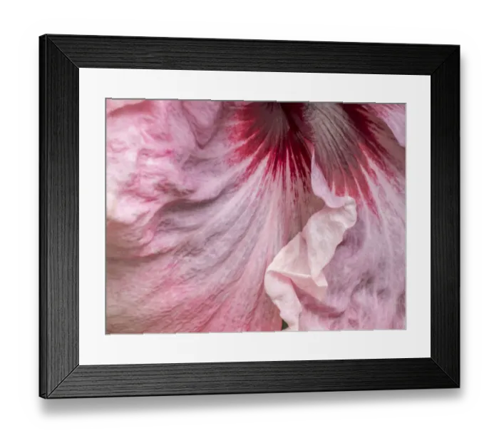 Framed Print : USA, Pennsylvania. Close-up of a hibiscus flower