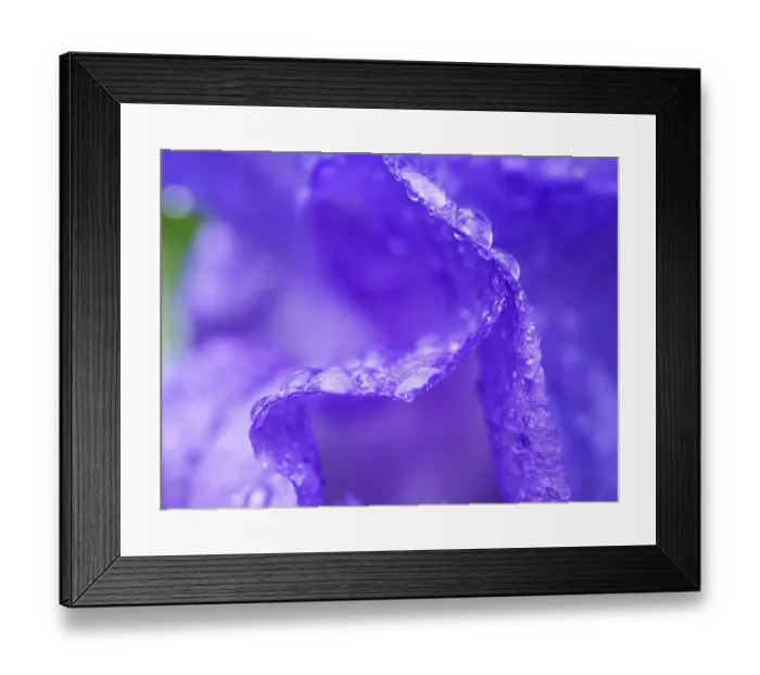 Framed Print : USA, Pennsylvania. Close-up of a purple iris covered in water from a recent rain Framed Print : USA, Pennsylvania. Close-up of a purple iris covered in water from a recent rain