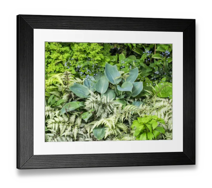 Framed Print : USA, Pennsylvania. Garden bed with different colors and textures Framed Print : USA, Pennsylvania. Garden bed with different colors and textures