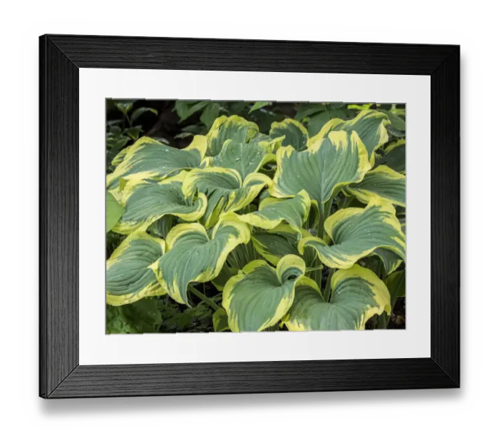Framed Print : USA, Pennsylvania. Variegated green and yellow hosta Framed Print : USA, Pennsylvania. Variegated green and yellow hosta