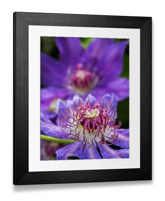 Framed Print : USA, Pennsylvania. Close-up of a clematis blossom Framed Print : USA, Pennsylvania. Close-up of a clematis blossom