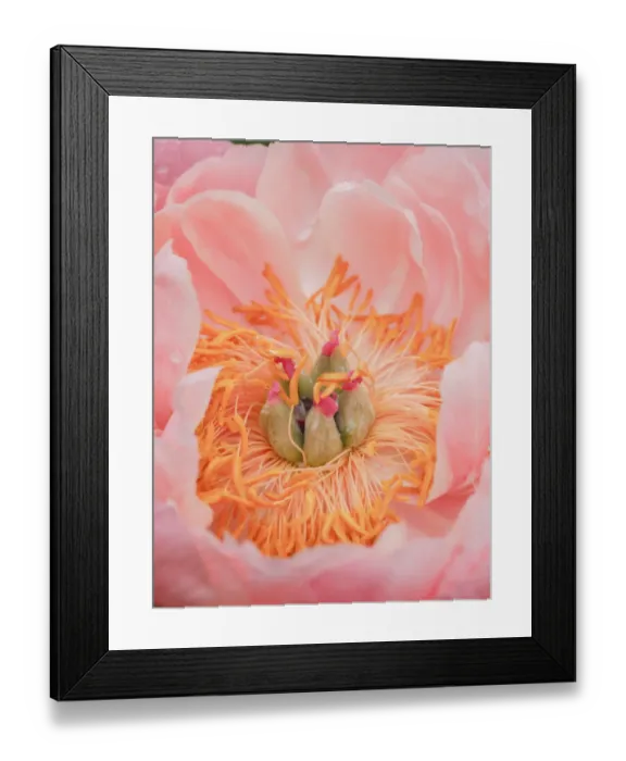 Framed Print : USA, Pennsylvania. Close-up of a pink peony Framed Print : USA, Pennsylvania. Close-up of a pink peony