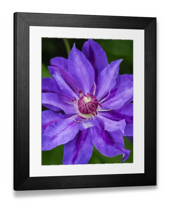 Framed Print : USA, Pennsylvania. Close-up of a clematis blossom