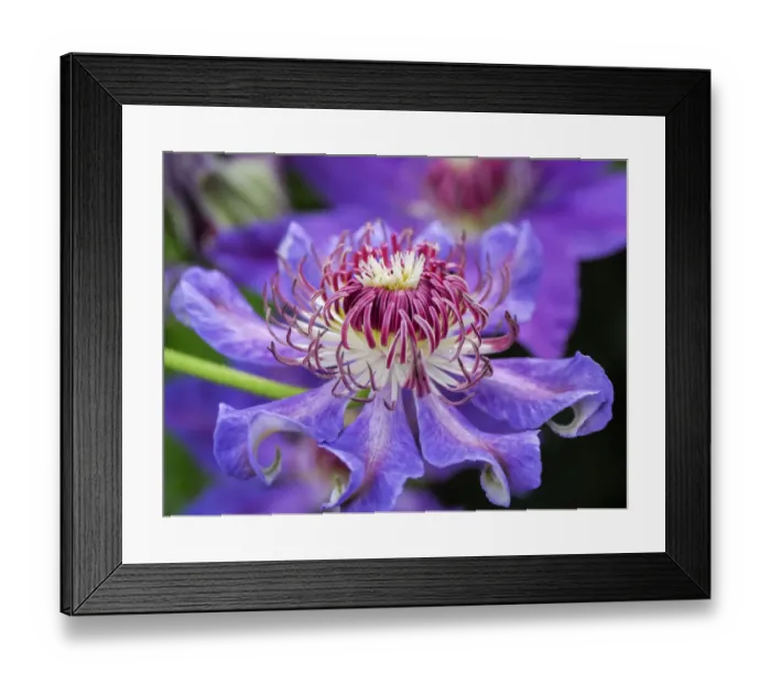 Framed Print : USA, Pennsylvania. Close-up of a clematis blossom Framed Print : USA, Pennsylvania. Close-up of a clematis blossom