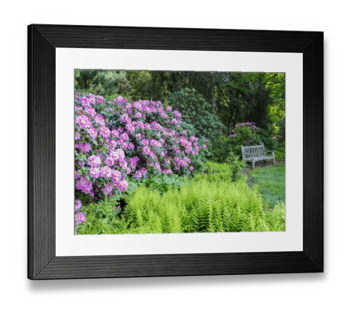 Framed Print : USA, Pennsylvania. Hydrangea shrub and park bench Framed Print : USA, Pennsylvania. Hydrangea shrub and park bench