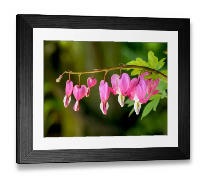 Framed Print : USA, Pennsylvania. Pink bleeding heart blossoms Framed Print : USA, Pennsylvania. Pink bleeding heart blossoms