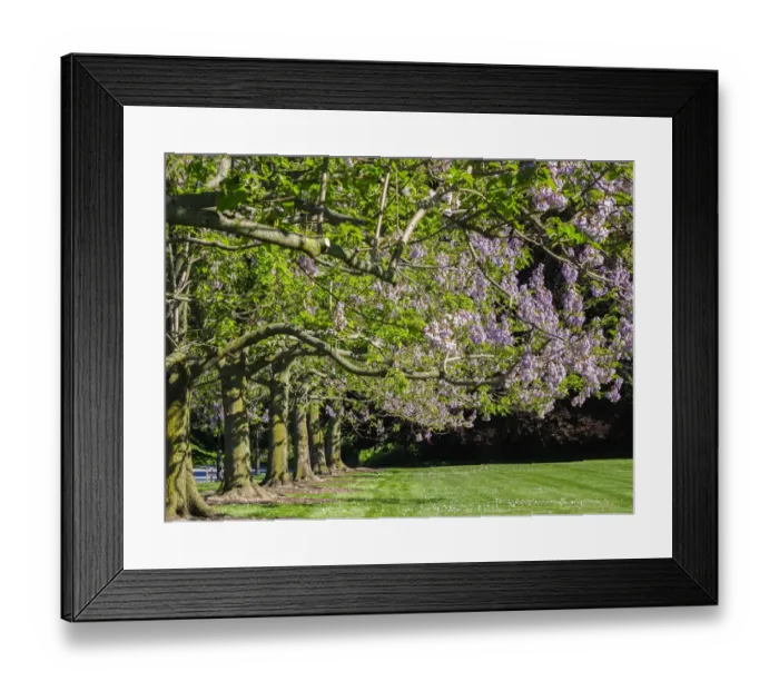 Framed Print : USA, Pennsylvania. The Empress Tree Paulownia tomentosa in full bloom along Framed Print : USA, Pennsylvania. The Empress Tree Paulownia tomentosa in full bloom along