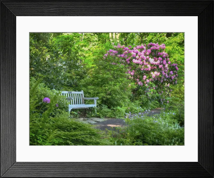Framed Print : USA, Pennsylvania. Rhododendron and bench in a park setting Framed Print : USA, Pennsylvania. Rhododendron and bench in a park setting
