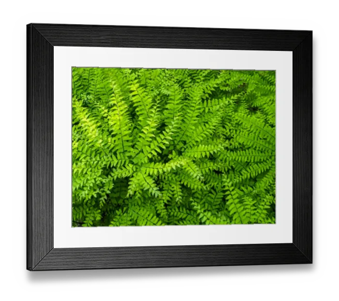 Framed Print : USA, Pennsylvania. Maidenhair fern, Adiantum pedatum, a perennial